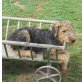 Airedale- Terrier Welpen, Airedale-Terrier - Rüde
