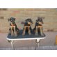 Airedale-Terrier Welpen - Rüde