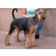 Airedale-Terrier Welpen - Rüde