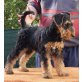 Airedale-Terrier Welpen - Rüde