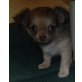 Airin, Chihuahua langhaariger Schlag Welpen - Hündin