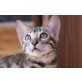 Aisha, Bengalkatze - Kater