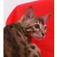 Aisha, Bengalkatze - Katze