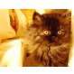 Aisha von Laubenreut, Perser Colourpoint - Katze