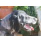 Ajax, Münsterländer - Rüde