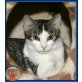Ajax, lustiger, verschmuster - Kater