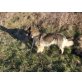 Ajka, Deutscher Schäferhund - Hündin