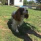 Ajko nett, freundlich, ausgeglichen, Cavalier King Charles Spaniel - Rüde