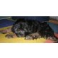 Ajo, Tibet-Terrier Welpen - Rüde