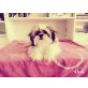 Ajuki, Shih Tzu - Hündin