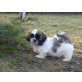 Ajumi Chang Lu. Padme,Anung San- Cyntia, Shih Tzu Welpen - Hündin