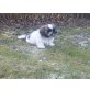 Ajumi Chang Lu. Padme,Anung San- Cyntia, Shih Tzu Welpen - Hündin