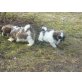 Ajumi Chang Lu. Padme,Anung San- Cyntia, Shih Tzu Welpen - Hündin