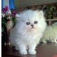 Akahai, Chinchilla-Perser - Kater
