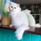 Akahai, Chinchilla-Perser - Kater