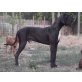 Akando, Deutsche Dogge - Rüde