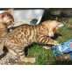 Akash, Bengalkatze - Kater