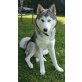 Akayla, Husky Welpen - Hündin