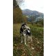 Akela, Siberian Husky - Rüde