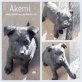 Akemi, Mischling Welpen - Rüde