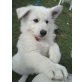 Akilah Kira of White Night, Weißer Schweizer Schäferhund - Hündin