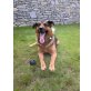 Akim, Appenzeller-Schäferhund - Rüde