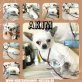 Akim, Chihuahua - Rüde