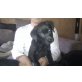 Akimo, Labrador-Schnauzer Welpen - Rüde