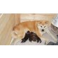Akina, Akito, Aiko und Amuro, Akita Inu - Rüde