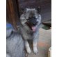 Akira Amber, Wolfsspitz Welpen - Hündin