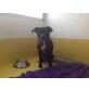 Akira, Amerikanischer Staffordshire-Terrier - Hündin