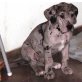  Akira, Ayla, Amelia, Deutsche Dogge Welpen - Hündin