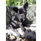 Akira, Französische Bulldogge Welpen - Hündin