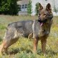 Akira freundlich und unbedarft🐶👍💖👌, Deutscher Schäferhund - Hündin