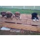 Akiro, Amy, Aika, Akita Inu Welpen - Hündin
