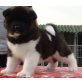Akita, Akita Inu - Rüde