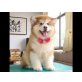 Akita INU Welpen zum verkauf, Akita Inu - Rüde