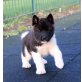Akita Inu, Akita Inu - Rüde