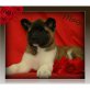 Akita Inu - Hündin