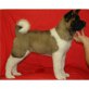 Akita Inu - Hündin