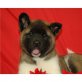 Akita Inu - Hündin
