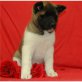 Akita Inu - Hündin