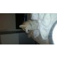 Akita Inu - Hündin