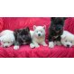 Akita Inu - Hündin