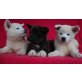 Akita Inu - Hündin