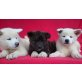 Akita Inu - Hündin