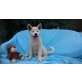 Akita Inu - Hündin