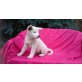 Akita Inu - Hündin