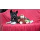 Akita Inu - Hündin