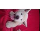 Akita Inu - Hündin